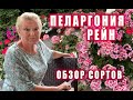 Пеларгония серии Рейн из семян. Новые сорта.