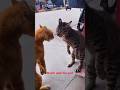 The most intense staring contest in history! 😂🐈 #shorts #ytshorts #reels