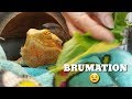 BRUMATION  101 | Reptile Hibernation