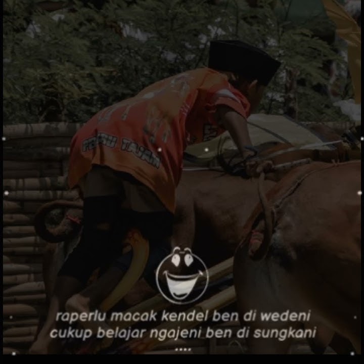 story sapi 30 detik