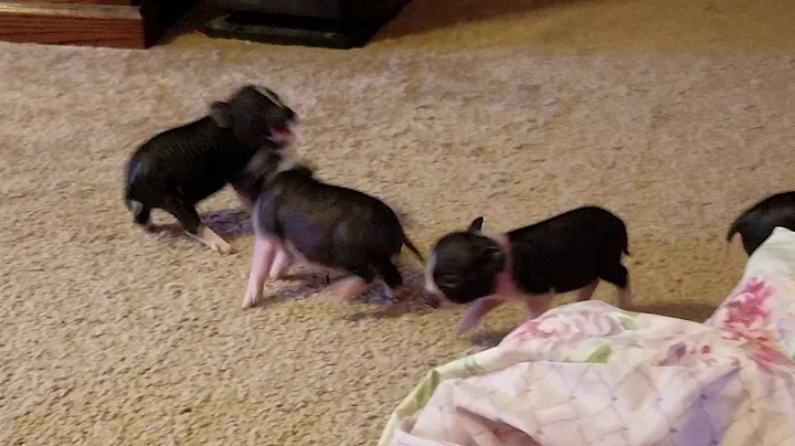 These piglets are brutal!