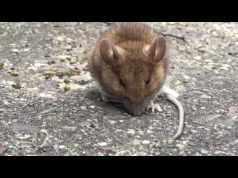 Super cute baby field mouse video - YouTube