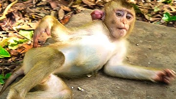 Ryan look hurt on his big ear as the sickness stuck on but he lay down and walk around to rid of