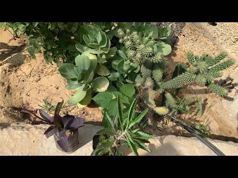 فيديو: المنطقة 5 نباتات حدائق الفراشات - نباتات مناسبة للفراشات في المنطقة 5