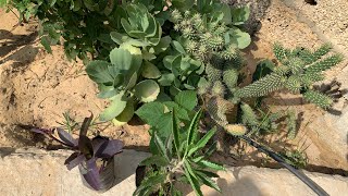 كيف نعتني بنبات الصبار في حديقة المنزل ، cactus