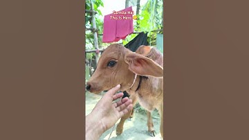 #andrast #tutorialfilter #shortvideo #shortsfeed