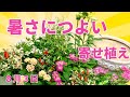 暑さにつよい寄せ植えエキナセアペンタス日々草