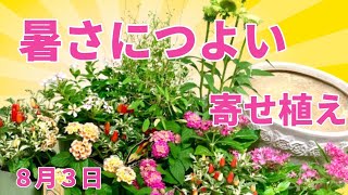 暑さにつよい寄せ植えエキナセアペンタス日々草 Youtube