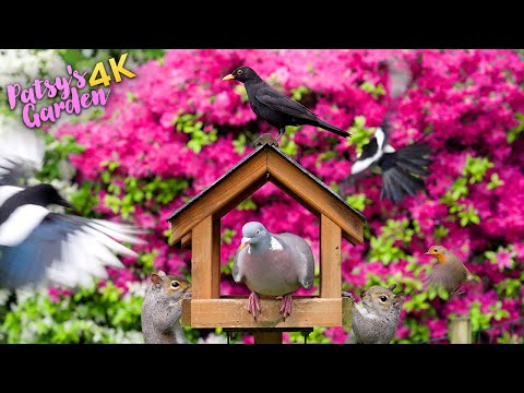 🔴 Cat TV for Cats to Watch 😸 Birds & Squirrels Visit the Birdtable 🕊️ Bird Videos for Cats (4K)