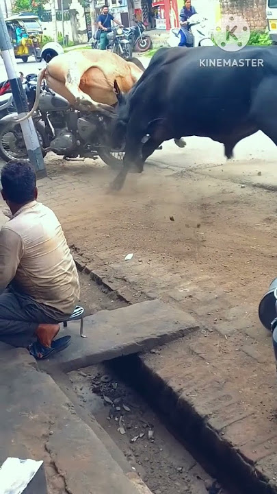 Bal mein ladai !! Shand ki fight !! #shorts #short #shortvideo #fannyvideo #newstatus #ytshorts