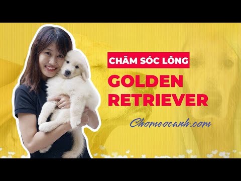 Video: Nếu bạn đã nhận thấy chú chó Golden Retriever của bạn chậm hơn để bắt đầu, hãy bắt đầu thói quen này ngay lập tức!