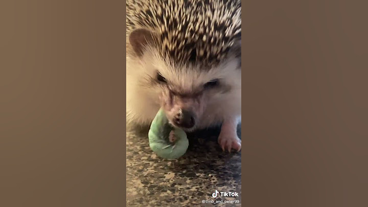 Timothy Avedikian &Peter Quill - Peter likes this bread #hedgehog #🦔 #peterthehedgehog