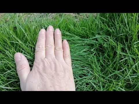 Video: Turba Topraklarında Bir çim Oluşturmak