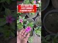 5 best summers flowering plant for your garden 🌳❤️ #gardening #shorts #best