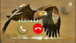 Eagle Ringtones