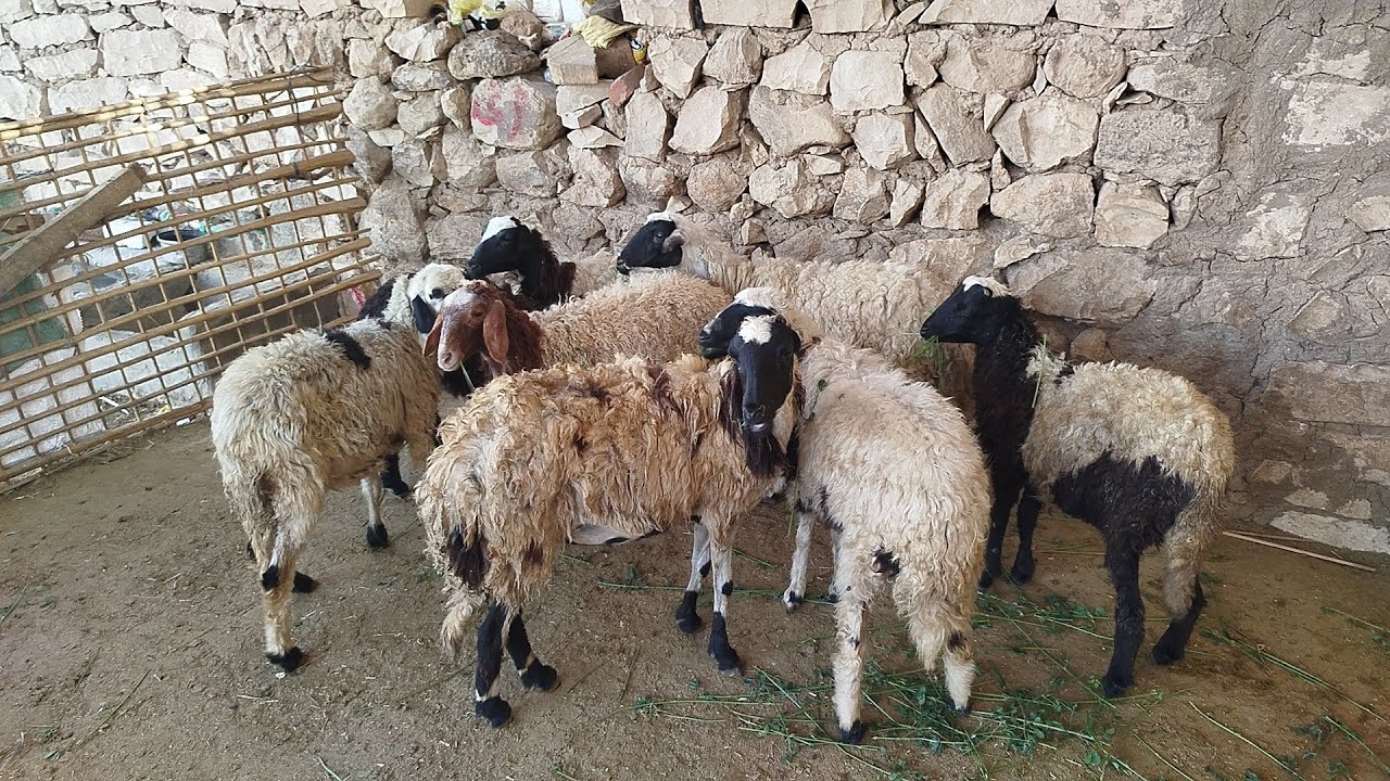 هدايا ابو الريان بأقل الاسعار (٧)بدريات وخروف بردسي ببلاش (٠١١٥٧٧٩٠٦٠١)