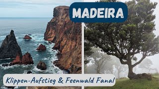 Feenwald, Eukalyptusbäume und schroffe Klippen | Wandern auf Madeira