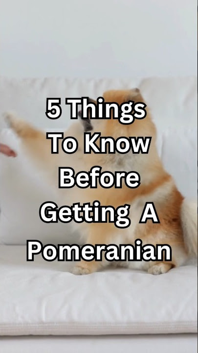5 Things You Should Know Before Getting A Pomeranian! #shorts #dog
