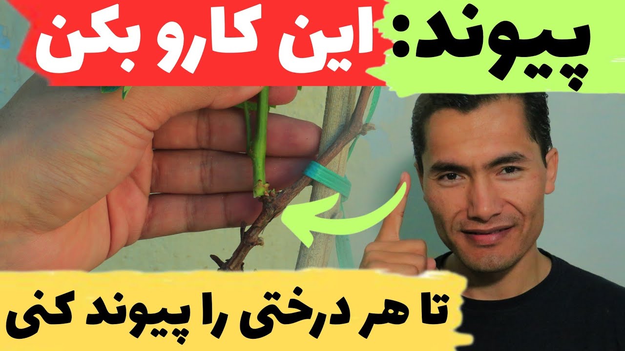 چکار کنیم تا از دستم پیوند سبز شود؟ / 10 علت که شما پیوند نمی‌توانید /