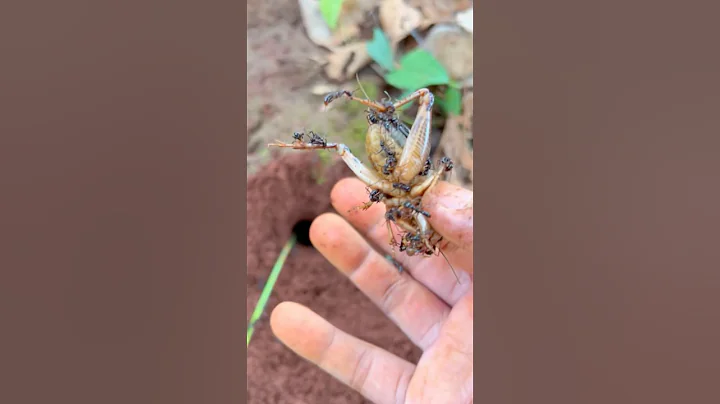 IQ cowboy using bullet ants to catch cricket insect