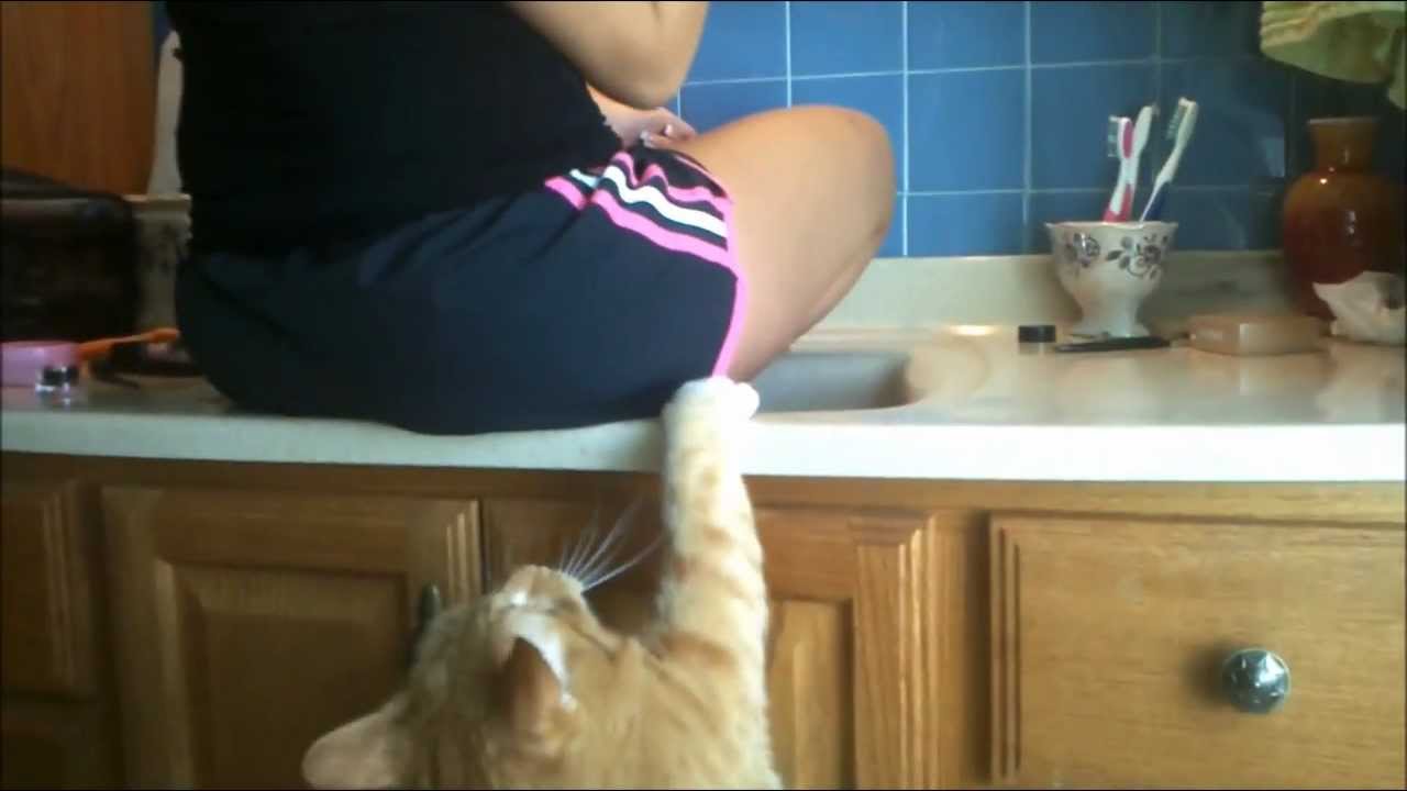 My Cat Hates My New Kitten And Me My Cat Hates My New Kitten And Me