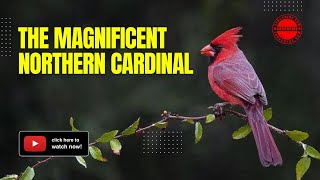 Unveiling the Secrets of the Magnificent Northern Cardinal by UniqueFact 89 views 8 days ago 12 minutes, 4 seconds