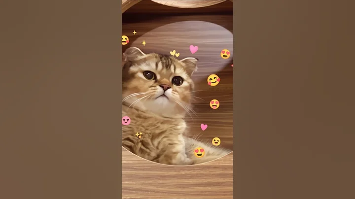 Watch the video about Cute Kitty Full of Love- Funny Cat videos Moments 🐱🐱 #meowing #memes