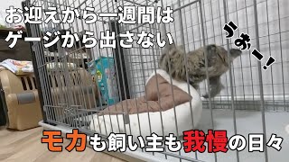 お迎えから1週間のゲージ生活【子犬も飼い主も我慢の日々】