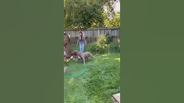 Pit bull and leopard fight  #shorts #animals #pitbull #leopard #catlovers
