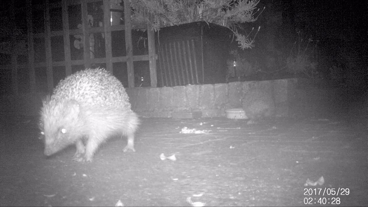 hedgehog night vision camera