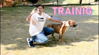 تدريب الكلاب الكبيرة على الطاعة