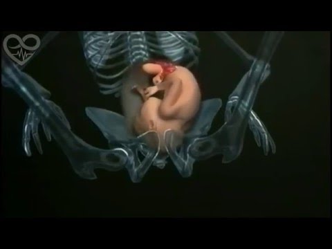 Video: Wanneer Een Foetus Een Ziel Heeft