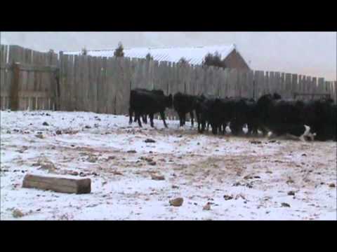 2011 National Western Stock Show: 3rd Annual Stock...