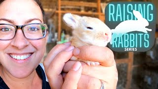 Raising Meat Rabbits (Part Two): Preparing For and Caring For Baby Bunnies (Kits)