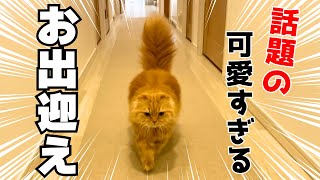 今話題の可愛すぎるお出迎え猫