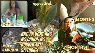 ANG TAMANG PAGPROPAGATE NG DAHON SA TUBIG NG RUBBER TREE  NAGING  PUNO! |ERNA MACOG #LYERING #LUCKY
