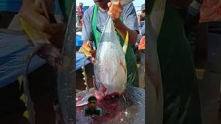 Memotong ikan besar cuttingfishtuna fishcutting mancingmania fishcuttingskill salmon  shorts