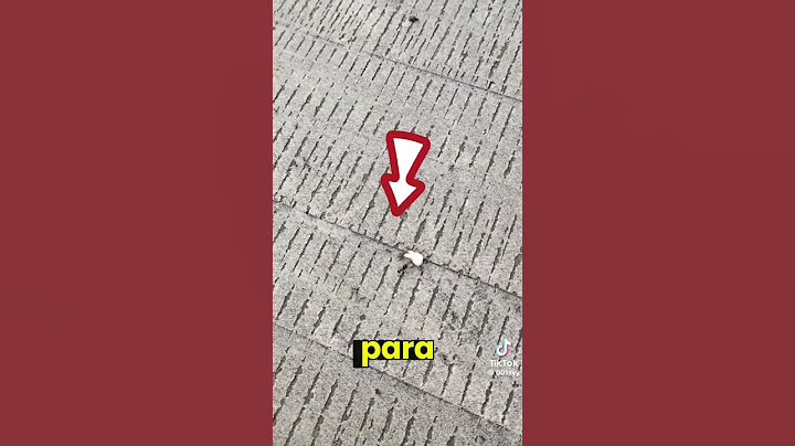 Esta Hormiga Quedó como Una Mentirosa 😂