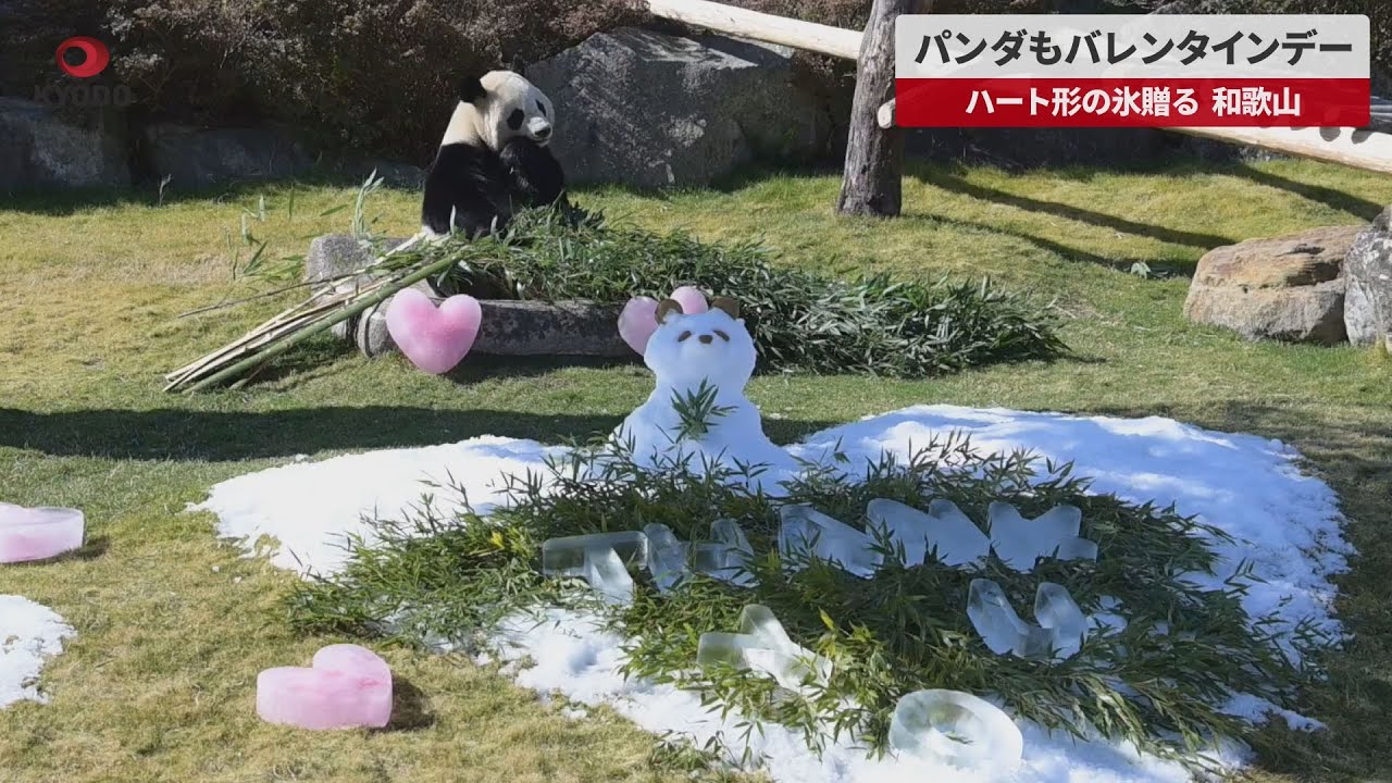 Breaking News] Pandas celebrate Valentine's Day with heart-shaped