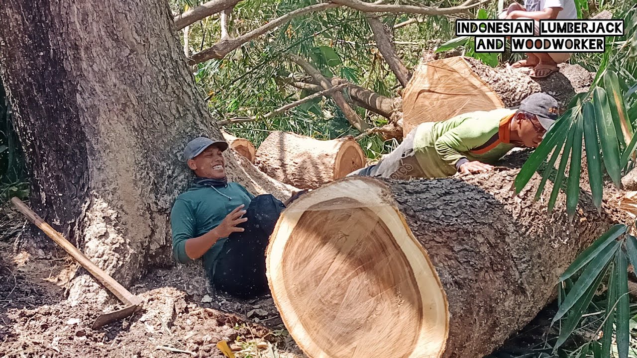 Excellent... Biggest Trembesi tree we Cut This Week, STIHL ms 881 ...