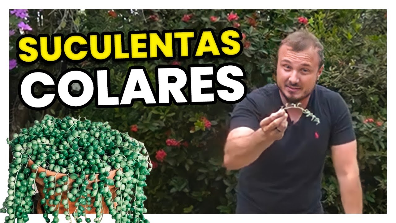 Conheça as SUCULENTAS COLARES