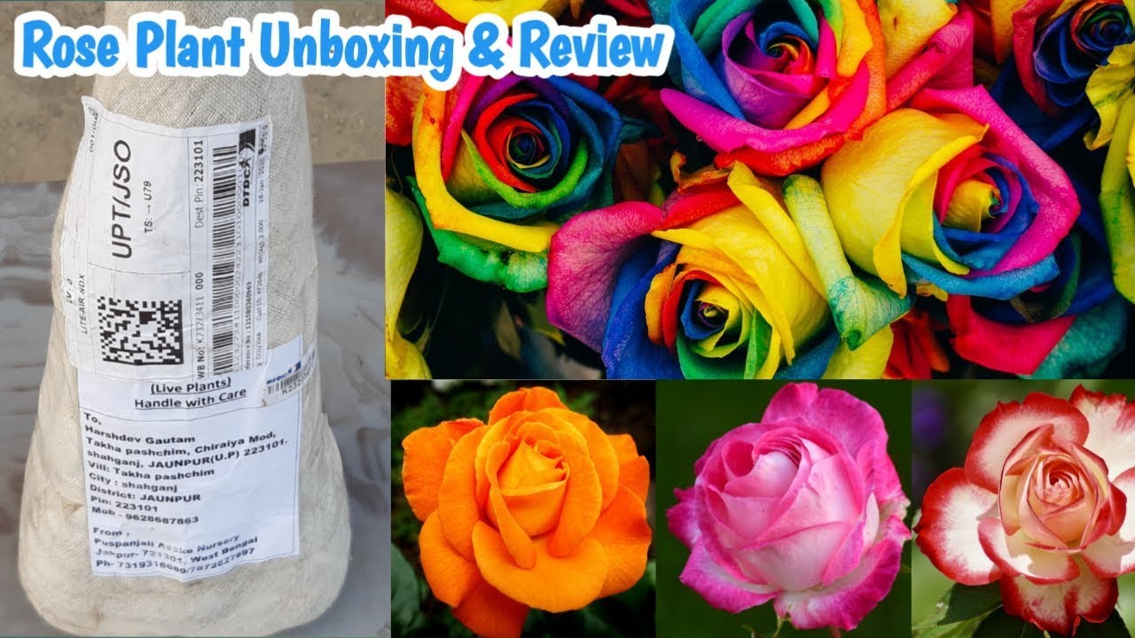 Rose Plant Online Shopping Puspanjali Nursery Online Rose Plant