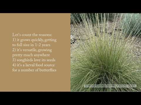 Videó: Szarvasfű termesztése tavakban – A szarvasgomba információi és gondozása