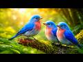 Morning Birdsong 🌅 Calm Forest Sounds for Relaxing Mind, Sleep & Meditation