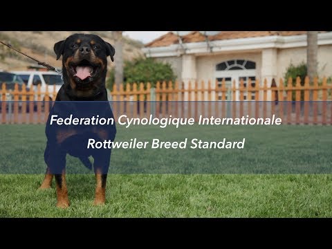 ROTTWEILER BREED STANDARD