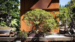 Angel Oak Bonsai Inspiration: Crafting Nature in Miniature