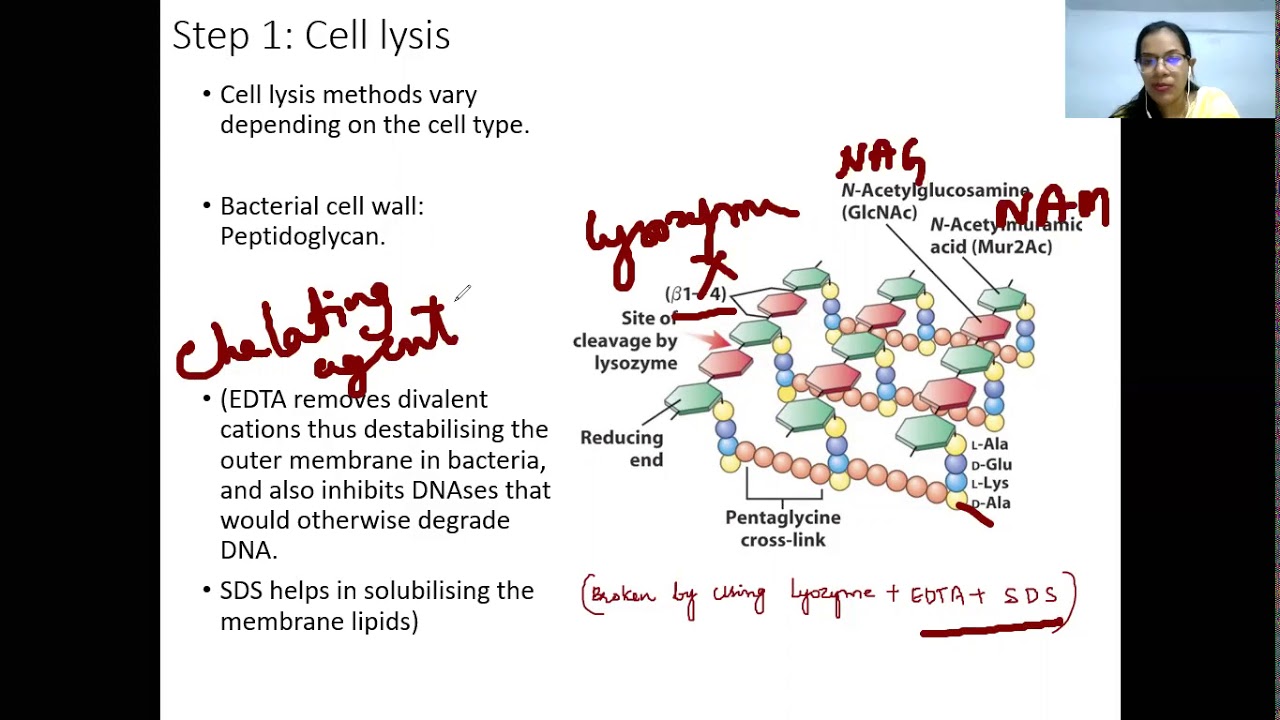 Методы извлечения ДНК и РНК