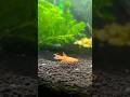Why You Should Keep 10 Gallon Fish Tanks! #neocaridinashrimp #killifish #guppies #fishtok #fishtank