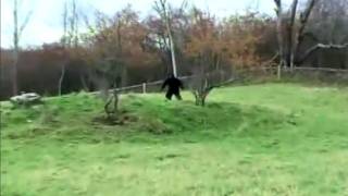 WORLD'S MOST SHOCKING BIGFOOT VIDEOS - 4 WORLD'S MOST SHOCKING BIGFOOT VIDEOS - 4