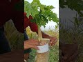 grafting papaya trees to make them grow short #shot